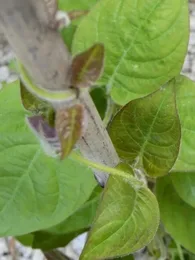 La Plante Fromage® Véritable (Plante comestible rare) Plant