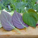 La Plante Fromage® Véritable (Plante comestible rare) Plant