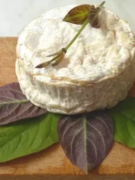 La Plante Fromage® Véritable (Plante comestible rare) Plant