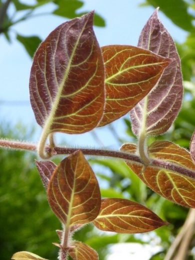 La Plante Fromage® Véritable (Plante comestible rare) Plant