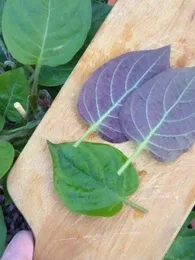La Plante Fromage® Véritable (Plante comestible rare) Plant