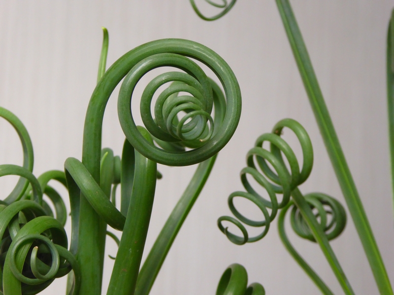 Albuca spiralis (1)