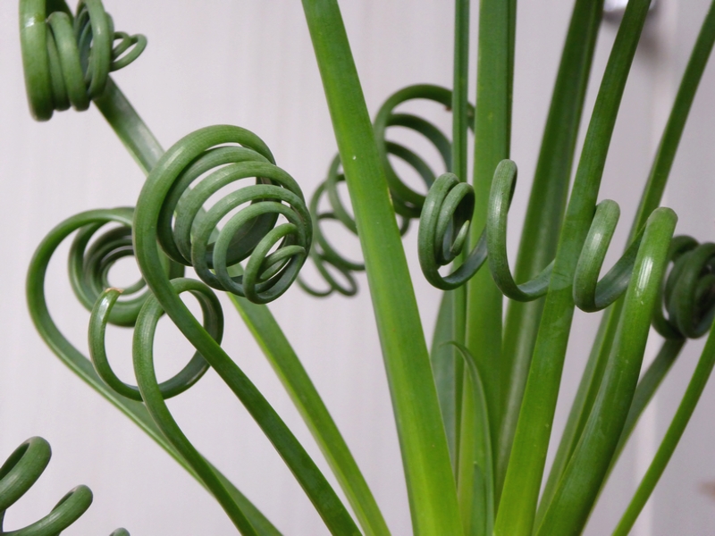 Albuca spiralis (4)