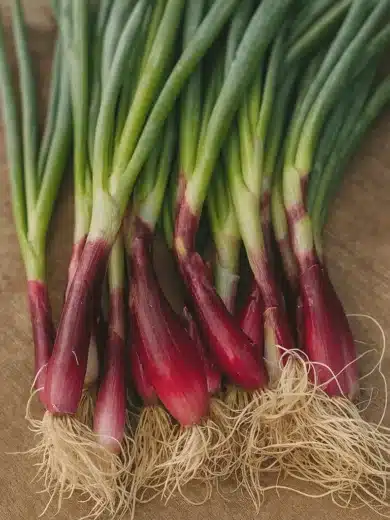 Ciboule rouge (Allium fistulosum) Graines