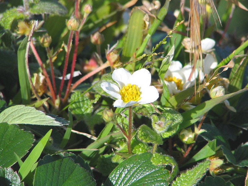 Fragaria chiloensis