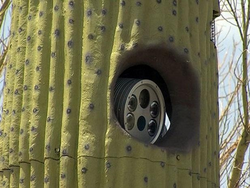 insolite_cactus_caméra (1)