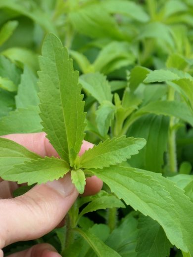 Stevia rebaudiana (Stevia) Plant