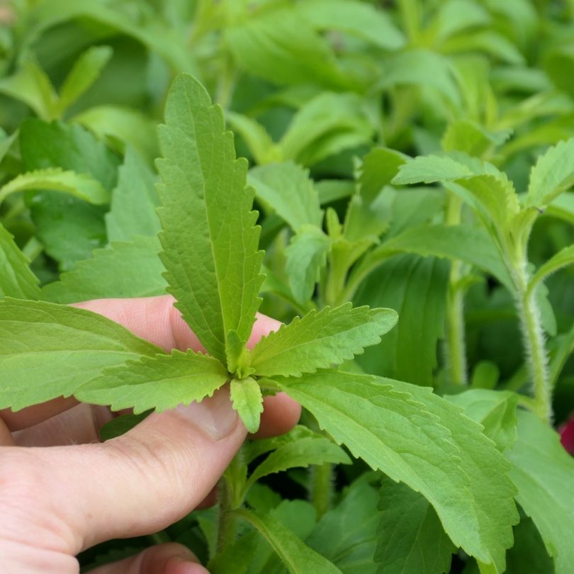 Stevia rebaudiana (Stevia) Plant
