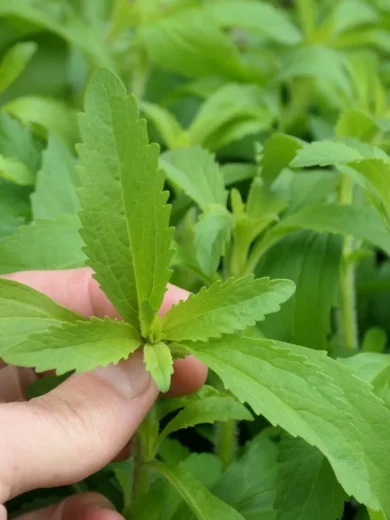 Stevia rebaudiana (Stevia) Plant