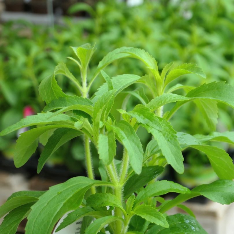 Stevia rebaudiana (Stevia) Plant – Image 2