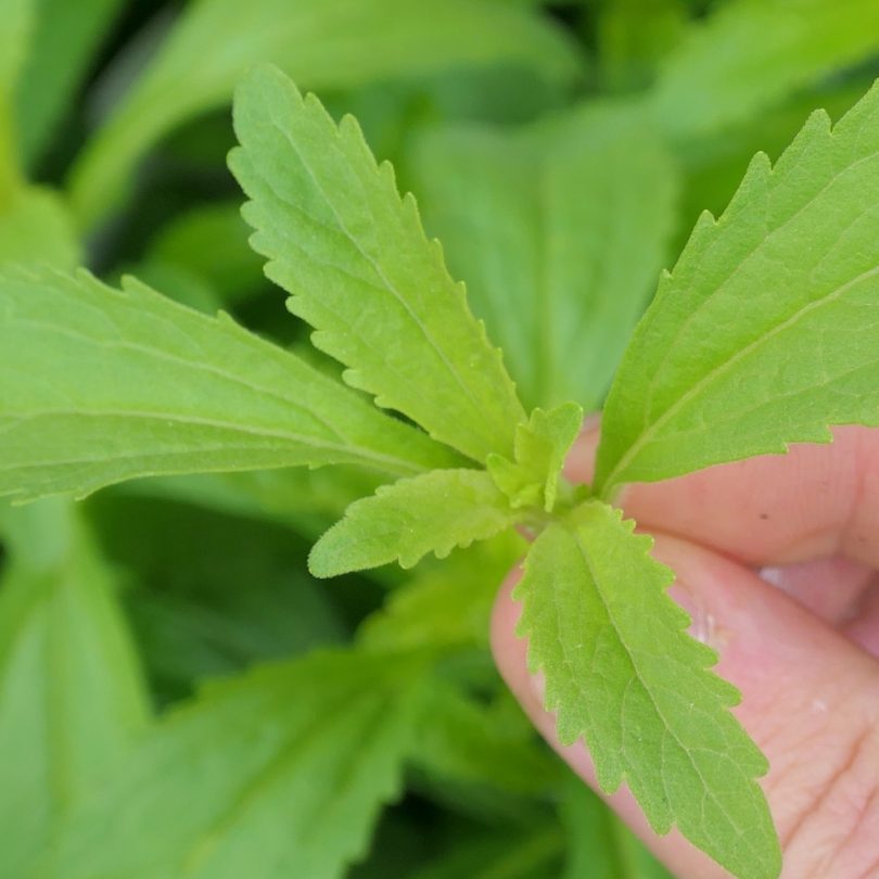 Stevia rebaudiana (Stevia) Plant – Image 3