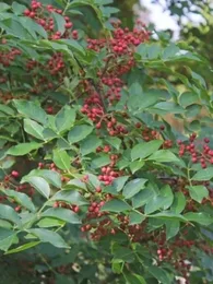 Poivrier de Sichuan (Zanthoxylum piperitum) Plant