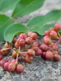 Poivrier de Sichuan (Zanthoxylum piperitum) Plant