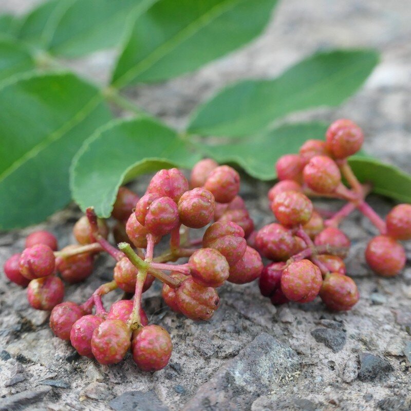 Poivrier de Sichuan (Zanthoxylum piperitum) Plant
