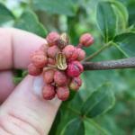 Poivrier de Sichuan (Zanthoxylum piperitum) Plant
