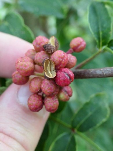 Poivrier de Sichuan (Zanthoxylum piperitum) Plant