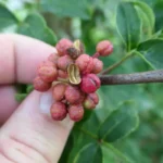 Poivrier de Sichuan (Zanthoxylum piperitum) Plant