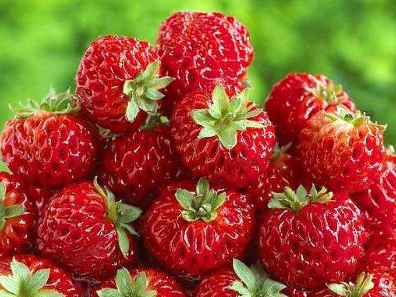 Les origines des fruits de l'été – La guerre des fraises