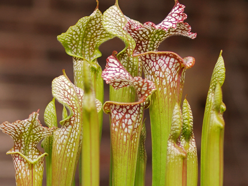 Sarracenia