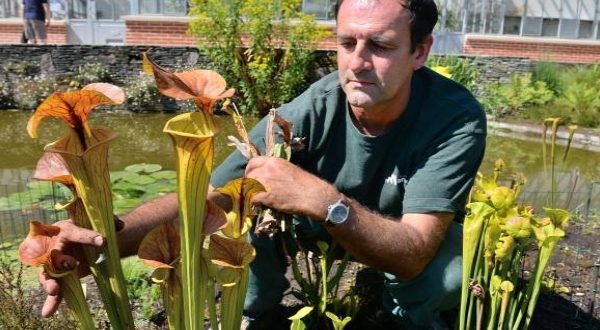 Top 10 des plantes carnivores les plus étranges 