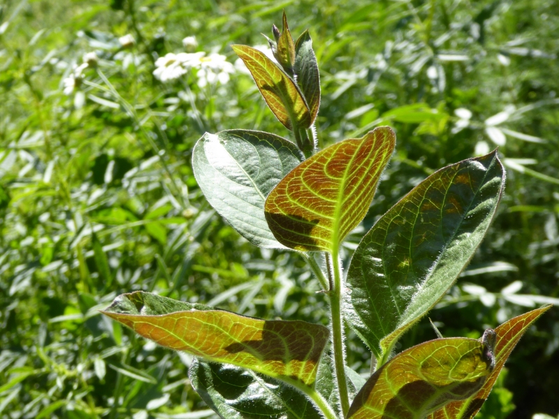 Plante Fromage Alsagarden (2)