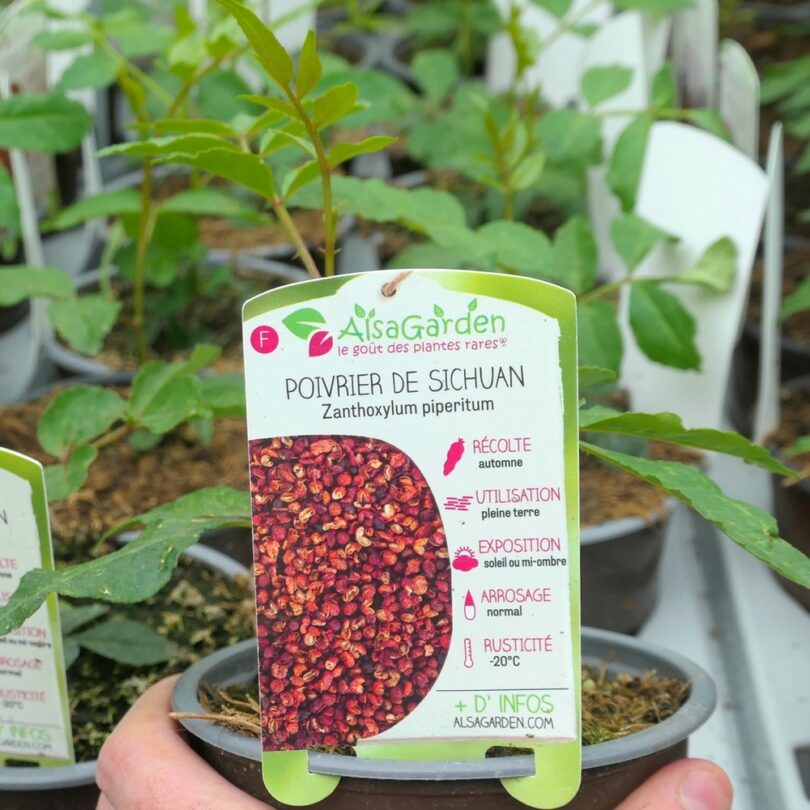 Poivrier de Sichuan (Zanthoxylum piperitum) Plant – Image 2