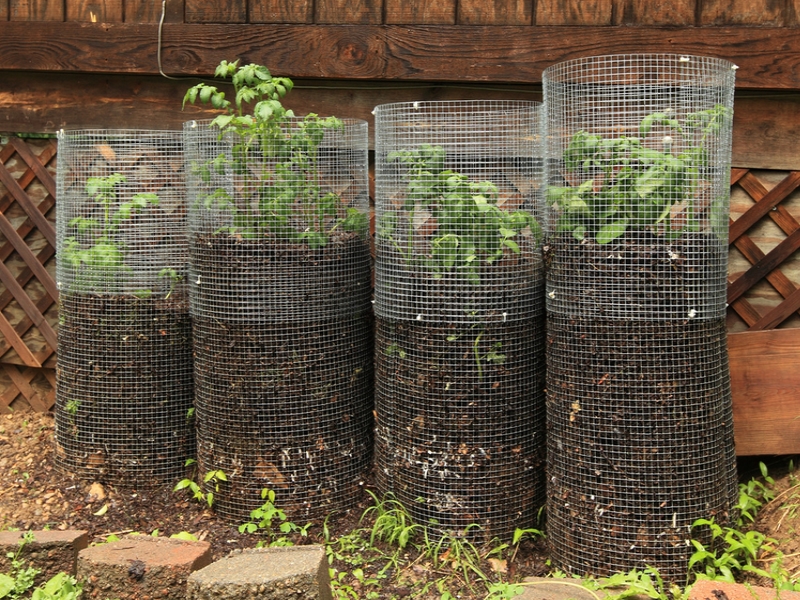 Comment cultiver la pomme de terre en pot ?