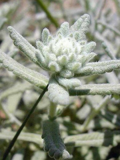 Germandrée tomenteuse à odeur de saucisson (Teucrium polium) Graines
