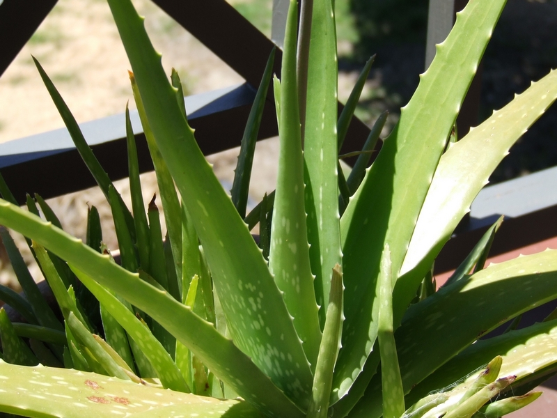 Aloe-vera (3)