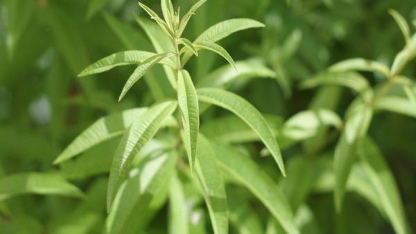 Graines de Verbena officinalis - Verveine officinale - Boutique Végétale