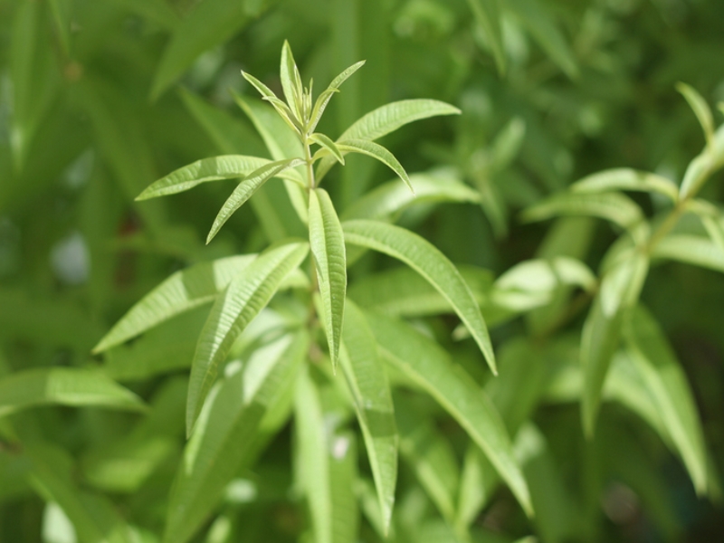 Verveine citronnelle, semis, plantation, entretien au jardin aroma