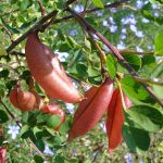 Colutea arborescens