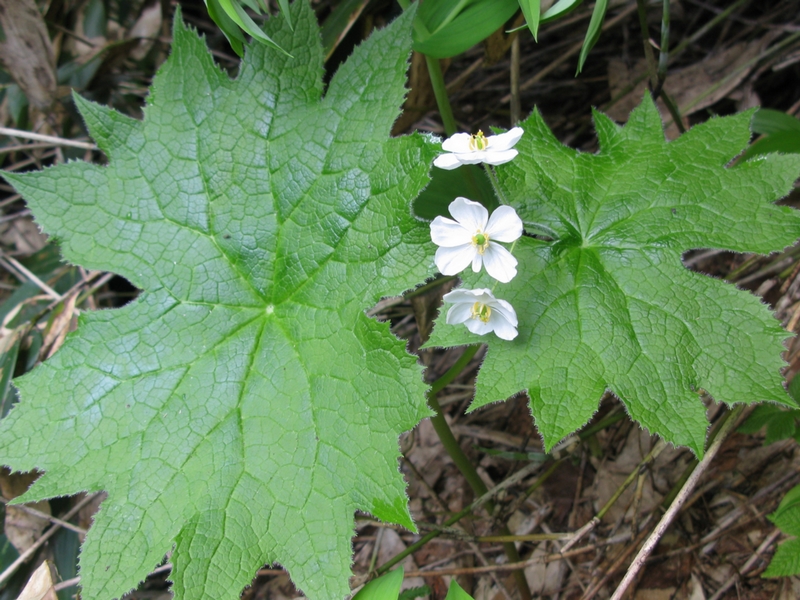 Diphylleia_grayi (1)