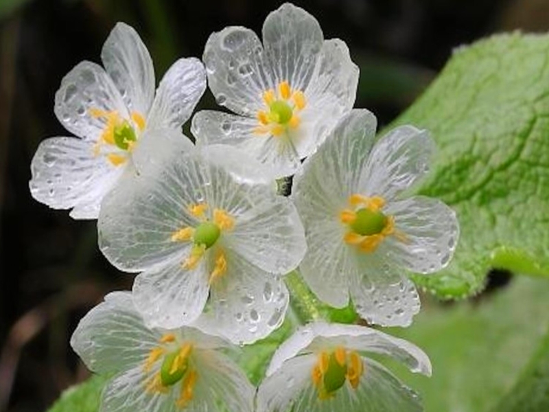 Diphylleia_grayi (2)