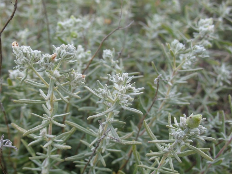 Teucrium_polium (2)