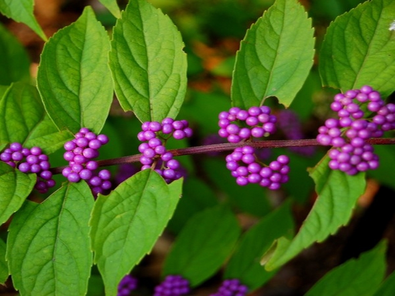 callicarpa-americana-callicarpe-arbre-aux-bonbons-graines