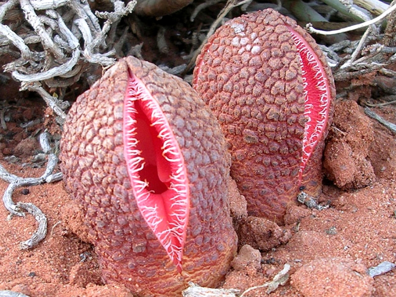 hydnora_africana