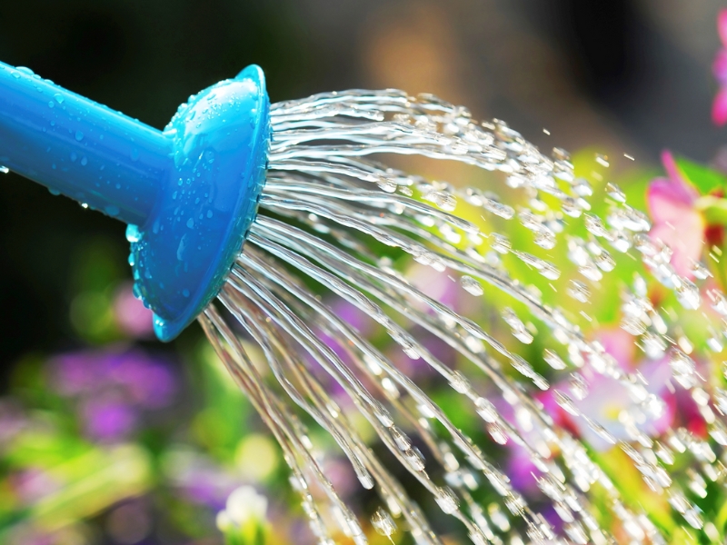 Watering flowers