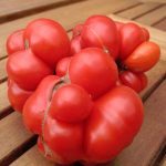 Tomate 'Voyage' (Tomate des voyageurs) Graines