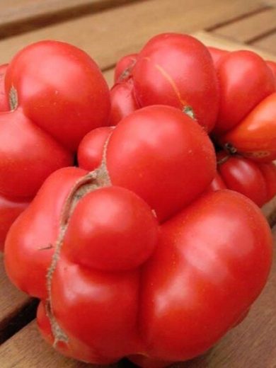 Tomate 'Voyage' (Tomate des voyageurs) Graines