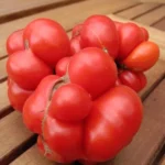Tomate 'Voyage' (Tomate des voyageurs) Graines