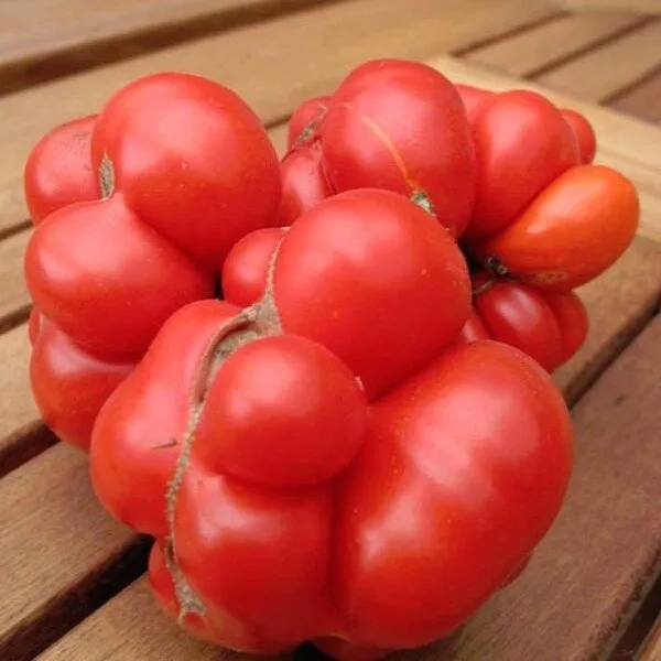 Tomate 'Voyage' (Tomate des voyageurs) Graines