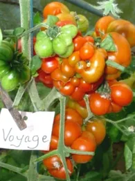 Tomate 'Voyage' (Tomate des voyageurs) Graines