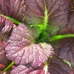 Moutarde de Chine (Brassica juncea 'Red Giant') Graines