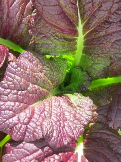 Moutarde de Chine (Brassica juncea 'Red Giant') Graines