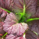 Moutarde de Chine (Brassica juncea 'Red Giant') Graines