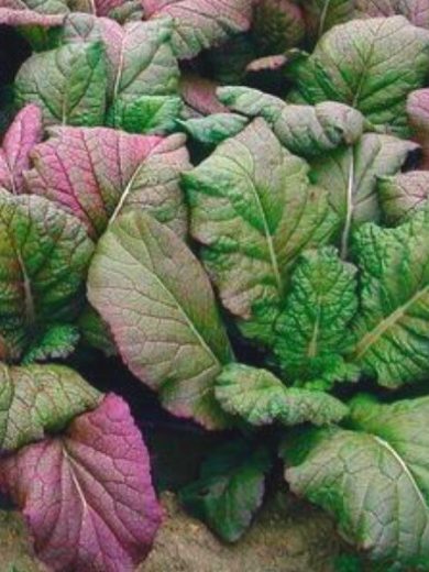 Moutarde de Chine (Brassica juncea 'Red Giant') Graines