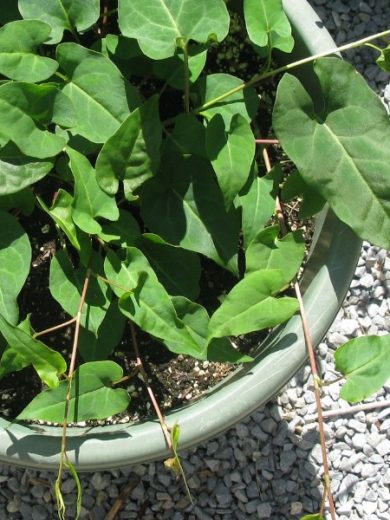 Fallopia multiflora (Polygonum multiflorum) Plant