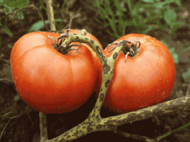 Alternariose tomate