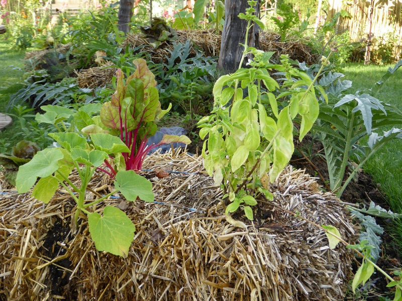 Jardin: la culture sur botte de paille